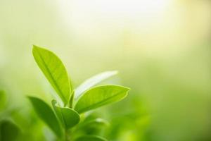 Close up of nature view green leaf on blurred greenery background under sunlight with bokeh and copy space using as background natural plants landscape, ecology wallpaper concept. photo