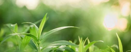 Close up of nature view green leaf on blurred greenery background under sunlight with bokeh and copy space using as background natural plants landscape, ecology cover concept. photo