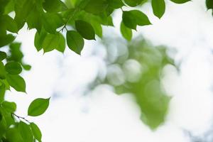 Close up of nature view green leaf on blurred greenery background under sunlight with bokeh and copy space using as background natural plants landscape, ecology wallpaper concept. photo