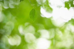 Close up of nature view green leaf on blurred greenery background under sunlight with bokeh and copy space using as background natural plants landscape, ecology wallpaper concept. photo