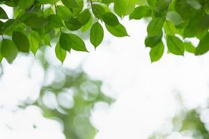 primer plano de la vista de la naturaleza hoja verde sobre fondo verde borroso bajo la luz del sol con bokeh y espacio de copia utilizando como fondo el paisaje de plantas naturales, concepto de papel tapiz ecológico. foto