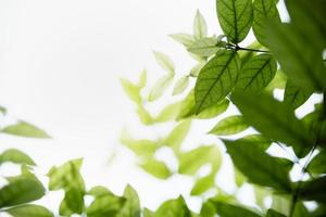 Close up of nature view green leaf on blurred greenery background under sunlight with bokeh and copy space using as background natural plants landscape, ecology wallpaper concept. photo