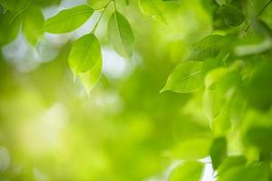 primer plano de la vista de la naturaleza hoja verde sobre fondo verde borroso bajo la luz del sol con bokeh y espacio de copia utilizando como fondo el paisaje de plantas naturales, concepto de papel tapiz ecológico. foto