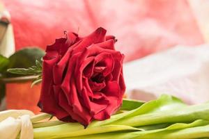 el día de san valentín y el concepto de amor. primer plano de una hermosa rosa roja en una hoja verde foto