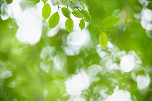 Close up of nature view green leaf on blurred greenery background under sunlight with bokeh and copy space using as background natural plants landscape, ecology wallpaper concept. photo