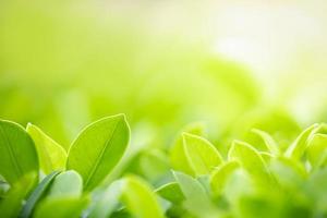 Close up of nature view green leaf on blurred greenery background under sunlight with bokeh and copy space using as background natural plants landscape, ecology wallpaper concept. photo