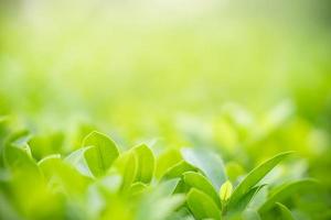 Close up of nature view green leaf on blurred greenery background under sunlight with bokeh and copy space using as background natural plants landscape, ecology wallpaper concept. photo