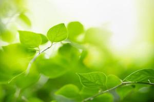 primer plano de la vista de la naturaleza hoja verde sobre fondo verde borroso bajo la luz del sol con bokeh y espacio de copia utilizando como fondo el paisaje de plantas naturales, concepto de papel tapiz ecológico. foto