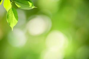 Close up of nature view green leaf on blurred greenery background under sunlight with bokeh and copy space using as background natural plants landscape, ecology wallpaper concept. photo