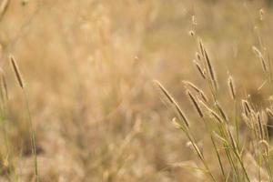 Close up of nature view grass flower on blurred greenery background under sunlight with bokeh and copy space using as background natural plants landscape, ecology wallpaper concept. photo