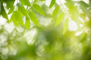 primer plano de la vista de la naturaleza hoja verde sobre fondo verde borroso bajo la luz del sol con bokeh y espacio de copia utilizando como fondo el paisaje de plantas naturales, concepto de papel tapiz ecológico. foto