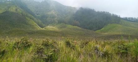 Various variants of flowers and grasses spread across the meadows in the Bromo Tengger Mountains, Indonesia photo