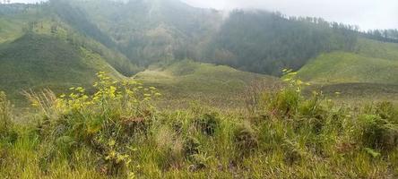 Various variants of flowers and grasses spread across the meadows in the Bromo Tengger Mountains, Indonesia photo