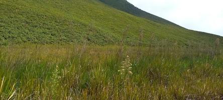 Various variants of flowers and grasses spread across the meadows in the Bromo Tengger Mountains, Indonesia photo