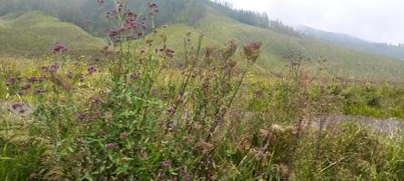 Various variants of flowers and grasses spread across the meadows in the Bromo Tengger Mountains, Indonesia photo