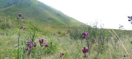 Various variants of flowers and grasses spread across the meadows in the Bromo Tengger Mountains, Indonesia photo