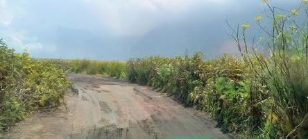 diversas variantes de flores y hierbas repartidas por los prados en las montañas bromo tengger, indonesia foto