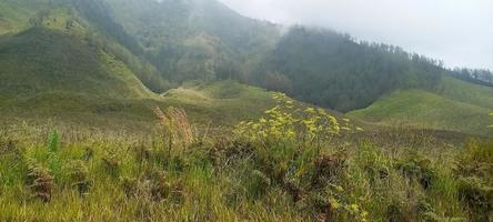 Various variants of flowers and grasses spread across the meadows in the Bromo Tengger Mountains, Indonesia photo