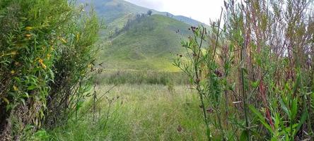 Various variants of flowers and grasses spread across the meadows in the Bromo Tengger Mountains, Indonesia photo