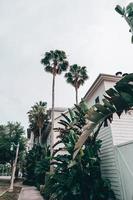 View of Banana and Coconut Trees Next to the House photo