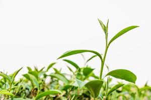 hoja de té verde aislada. foto