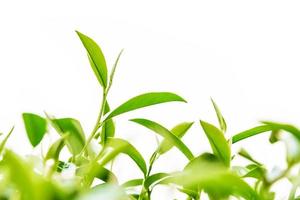Green tea leaf isolated. photo