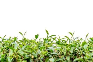 Green tea leaf isolated. photo