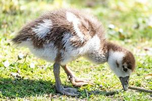 Chicks of a goose feeding in the sun photo