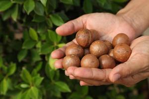 agricultor con nueces de macadamia recién asadas en la mano con fondo verde natural foto