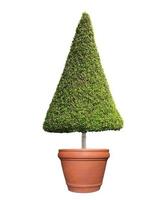 Clipped triangle cone shape symmetrical topiary tree on clay pot isolated on white background for outdoor and garden design photo