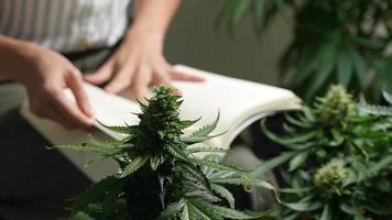 primo piano una sana cima di marijuana nel giardino di casa con una botanica seduta e alla ricerca di informazioni sulla pianta dal libro di testo dietro, attività per alleviare la solitudine domestica, parlare con le piante d'appartamento video