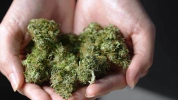 extreme close-up op gedroogde zelfgemaakte cannabistoppen met details van stamper en marihuana-trichomen, uitdroging voor het verlengen van de houdbaarheid, duurzame levensstijl, kostenbesparing, gelegaliseerde cash crop video