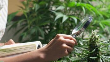 uma mão botânica feminina usando uma lupa para ver os detalhes dos componentes da flor da maconha, fatores de cultivo interno para cannabis medicinal alternativa, desenvolvimento de drogas botânicas, ciclo de vida video