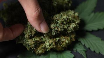 Nahaufnahme auf einem Haufen getrockneter Cannabisblüten mit menschlichem Finger, der eine Knospe nimmt, Dehydrierung zur Verhinderung von Schimmelpilzbefall, langer Haltbarkeitsprozess, Trocknung und Aushärtung von Marihuana video