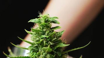 um close up extremo em uma flor de cannabis saudável, inclusive com pistilo, folhas vegetais e tricrômio de mini cristal, fundo desfocado de cientista segurando lupa no campo de cultivo