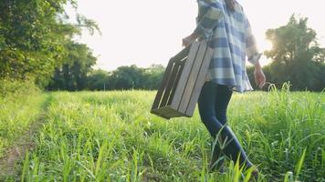Young Female farmer wear rubber boot and carrying wood box walking along green grass field with beautiful sun light, agriculture simple life in the countryside, ecology green environment concept, video