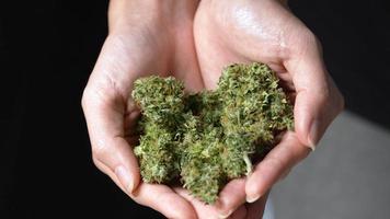 Closeup shot on female hands holding a recreational marijuana buds, alternative herbal treatment, commercial legalized system, cash crop, sustainable lifestyle, a homemade dried products, saving cost