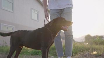 cierre a un perro sobreexcitado en el entrenamiento de comportamiento con su dueño parado al lado, una vista de la puesta de sol de la calle del vecindario, un campo de césped natural soleado de verano, recreación al aire libre para la mascota y el propietario video