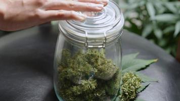 A hands gently stores homemade dried herbal cannabis into glass container, agriculture procedures, sustainable lifestyle, plants benefits, alternative treatment cannabis flower video