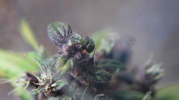close-up een invoeging van vergrootglas op een natuurlijke paarse marihuanaknop, alternatieve medische planten, het futuristische botanische onderzoek, laboratoriumactiviteit, macro-opname van een ijzige cannabisbloem video