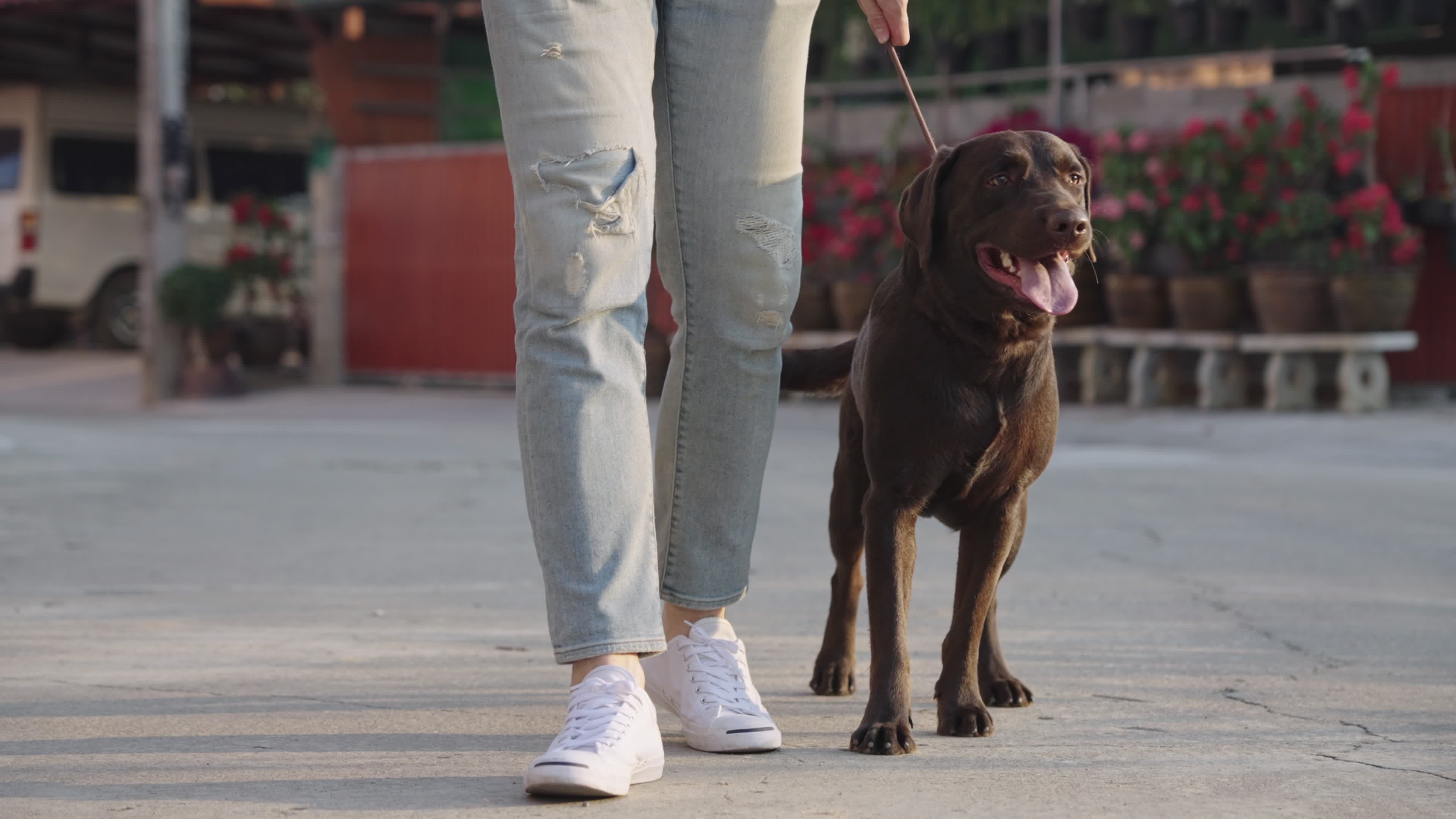 Why Does My Dog Walk So Slowly