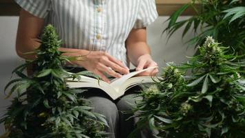 uma botânica feminina sentada em uma cadeira de madeira e cuidando de suas plantas em casa, pesquisando sobre uma planta de cannabis recreativa, estudando sobre os benefícios de canabinóides e terpenos, relaxando o fim de semana em casa