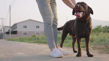 persona di sesso maschile non riconosciuta e il suo partner labrador retriever nero che riposano sulla strada del villaggio con atmosfera serale, trattamento mentale alternativo, dio della terapia, ansia deprimente curando e toccando l'animale domestico video