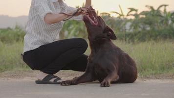 chien noir labrador retriever jouant avec sa propriétaire dans la rue extérieure, bon chien, thérapie pour animaux de compagnie, animal de compagnie aide à soulager le stress, odeur de chien soupir et audition, instinct et habitude des animaux video