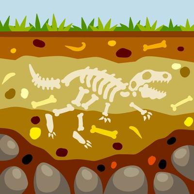 Dinosaur skeleton. Bones of a prehistoric lizard. Land in the section