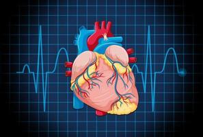 Human internal organ with heart vector