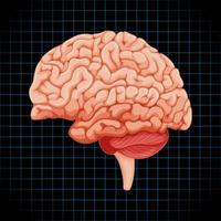 órgano interno humano con cerebro vector