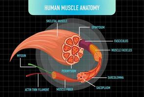 estructura de la anatomía del músculo humano vector