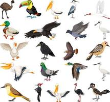 diferentes tipos de colección de aves vector