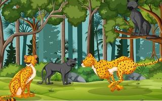 Leopards and black panthers in the forest scene vector